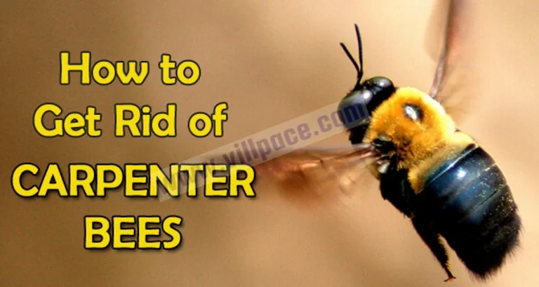 How To Get Rid Of Carpenter Bees With WD-40?