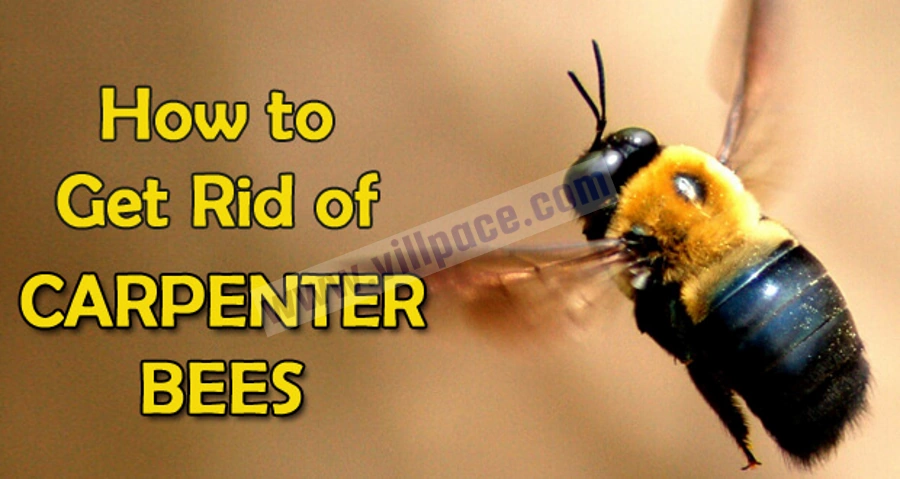 how to get rid of carpenter bees