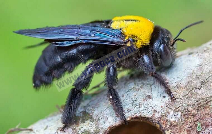 What are Carpenter Bees?