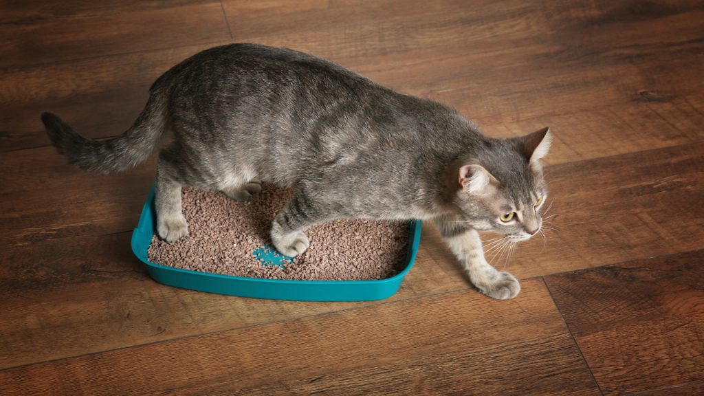 What types of cat litter appeal to roaches?