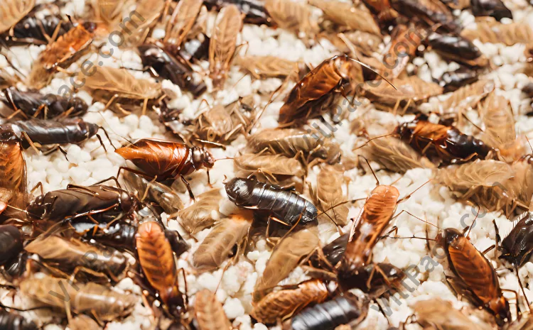 Are Roaches Attracted To Cat Litter?