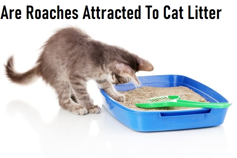 Are Roaches Attracted To Cat Litter