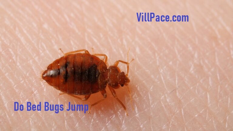 Do Bed Bugs Jump? How Do Bed Bugs Move?