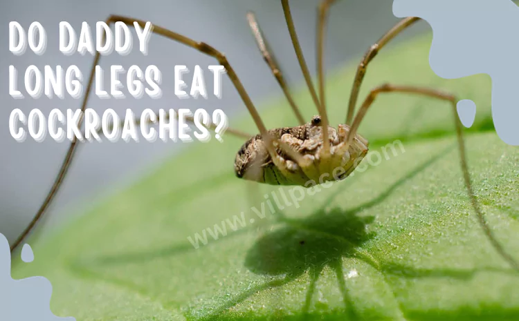 Do Daddy Long Legs Eat Cockroaches?