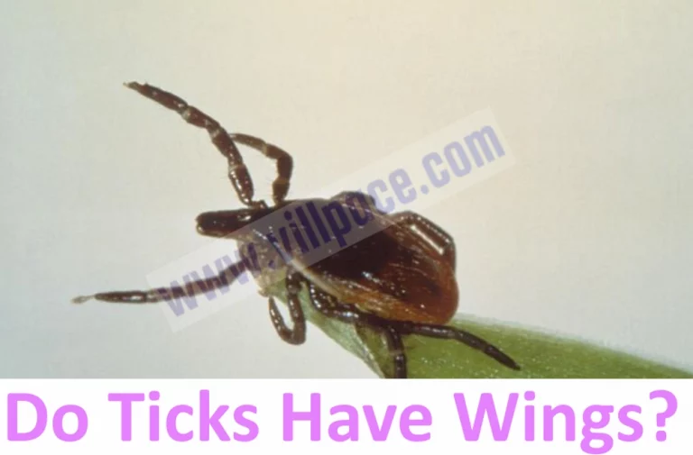 Do Ticks Have Wings?