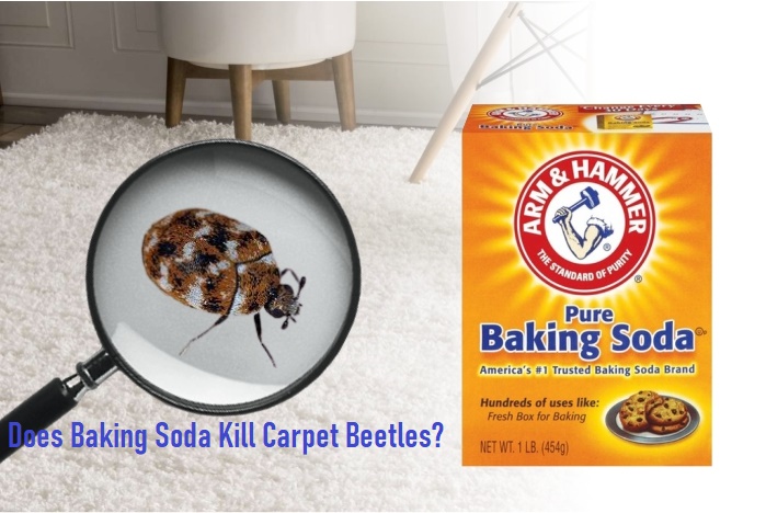 Does Baking Soda Kill Carpet Beetles?