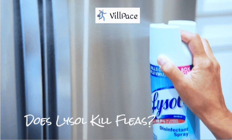 Does Lysol Kill Fleas?