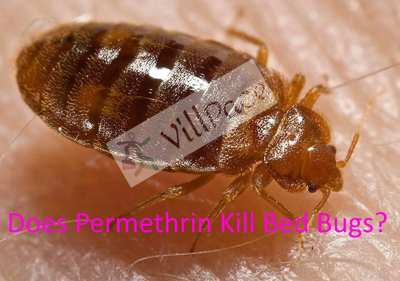 Does Permethrin Kill Bed Bugs?