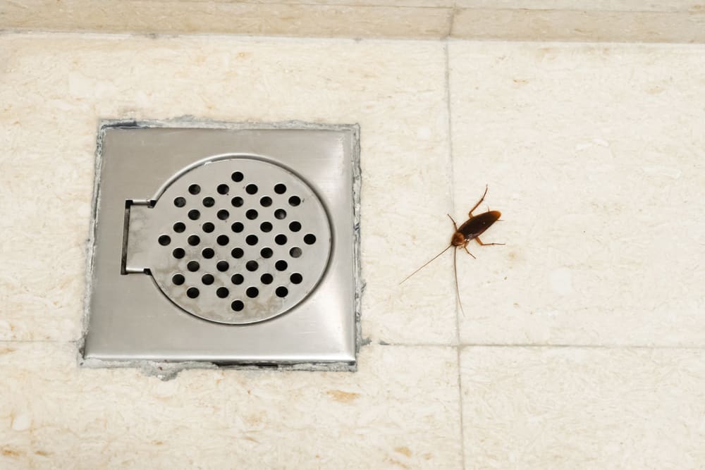 Get Rid of Tiny black bugs in bathroom