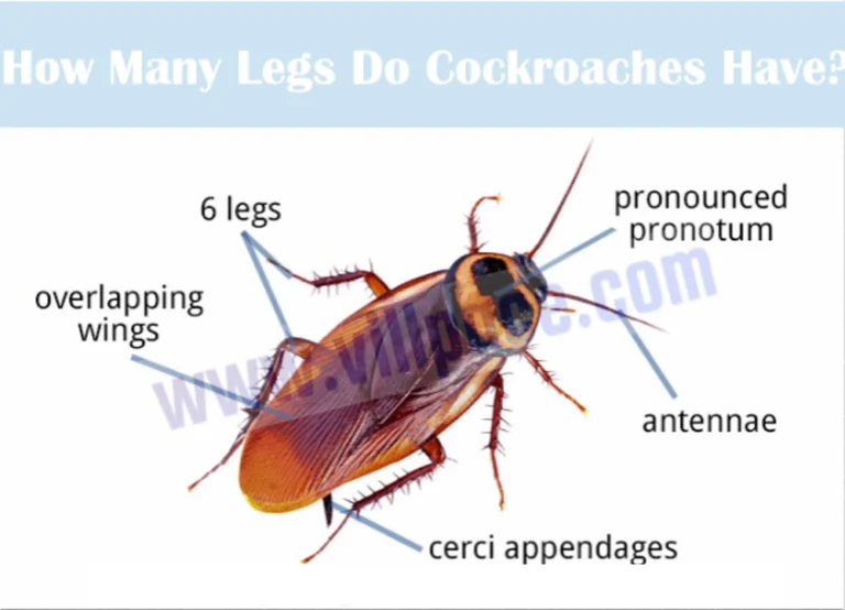 How Many Legs Do Cockroaches Have?