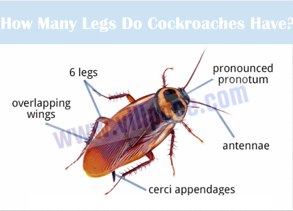 How Many Legs Do Cockroaches Have