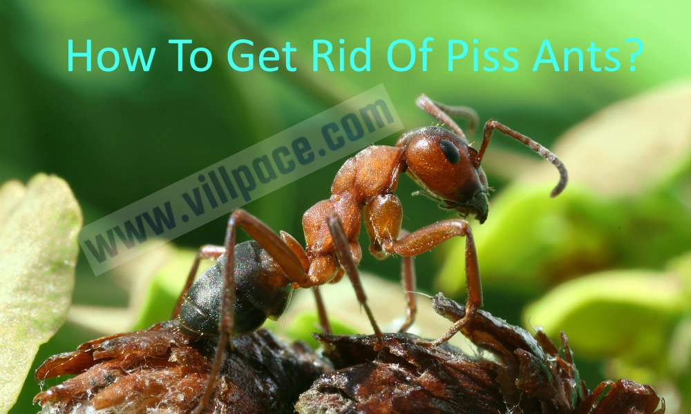 How To Get Rid Of Piss Ants