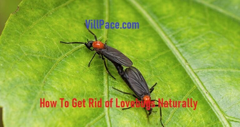 How To Get Rid of Lovebugs Naturally