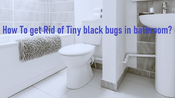 How To get Rid of Tiny black bugs in bathroom?