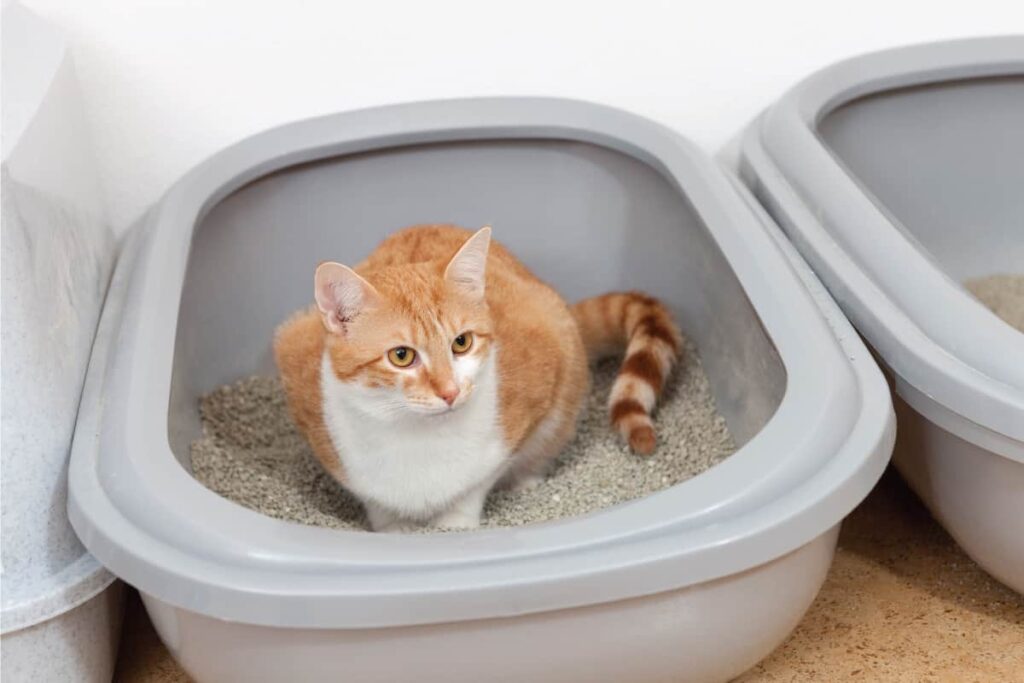 Roaches Attracted To Cat Litter