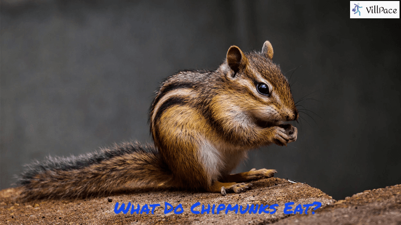 What Do Chipmunks Eat?