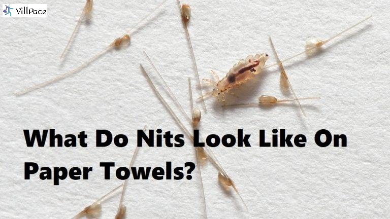 What Do Nits Look Like On Paper Towels?