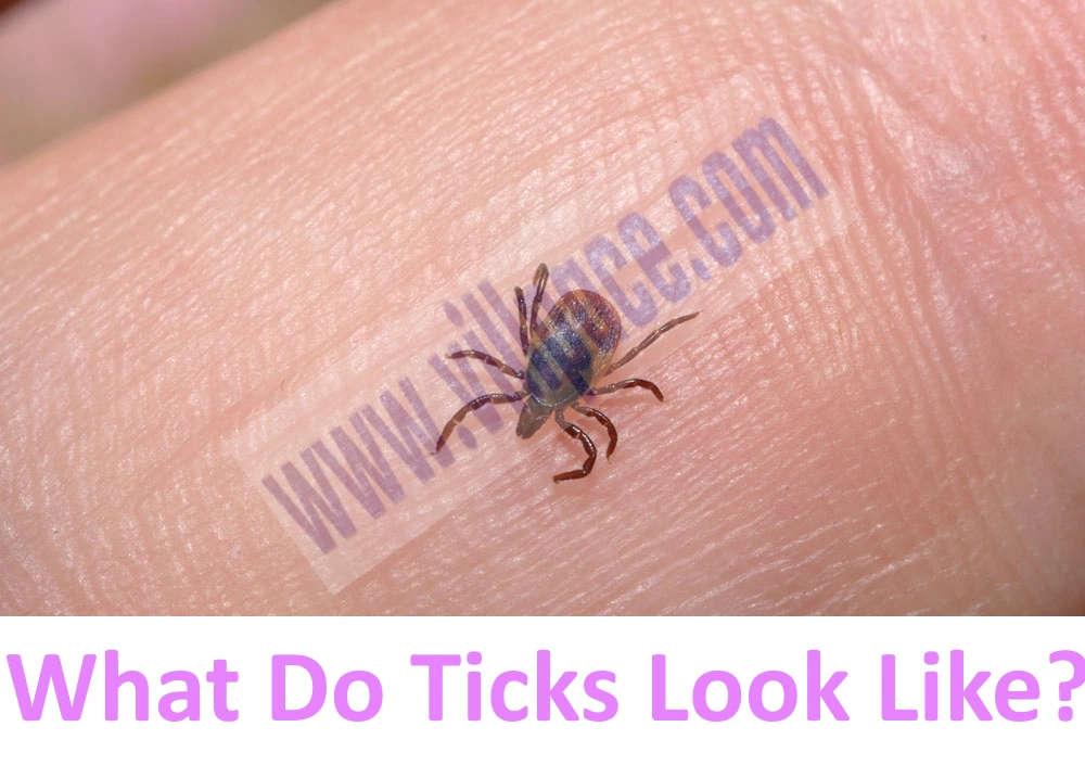 What Do Ticks Look Like?