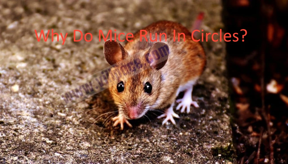 Why Do Mice Run In Circles?
