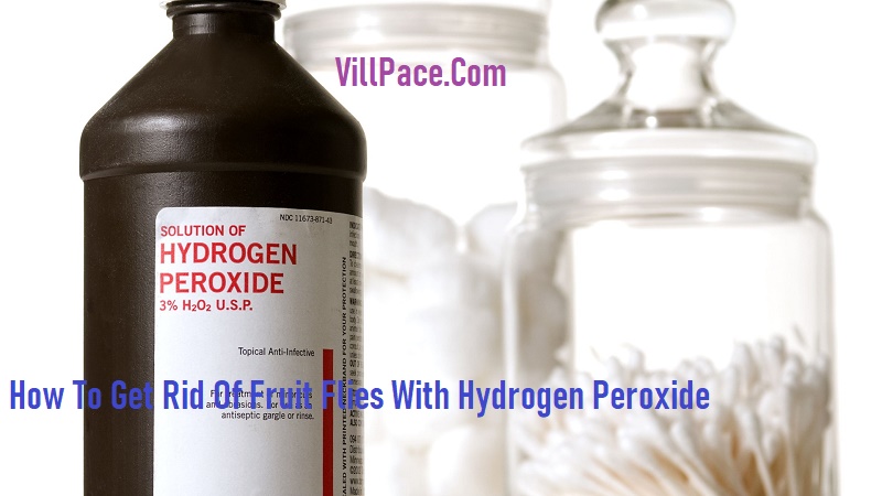 How To Get Rid Of Fruit Flies With Hydrogen Peroxide