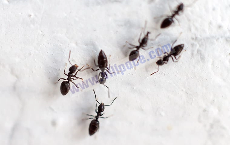 Are Black Ants Dangerous?