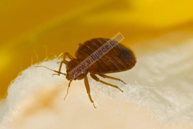 Do Bed Bugs Lay Eggs In Your Hair?
