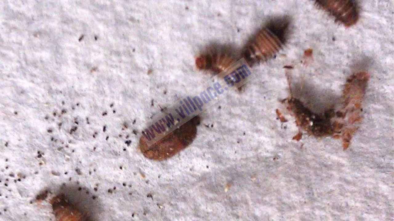 Do Carpet Beetles Fly?