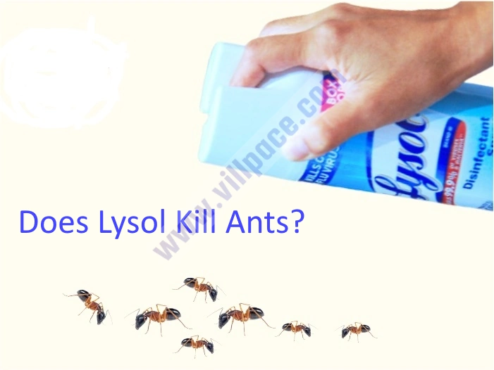 Does Lysol Kill Ants