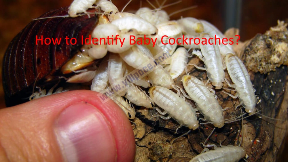 How to Identify Baby Cockroaches?