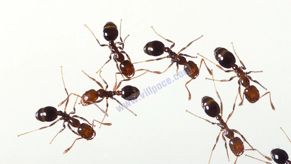 What Are Black Ants