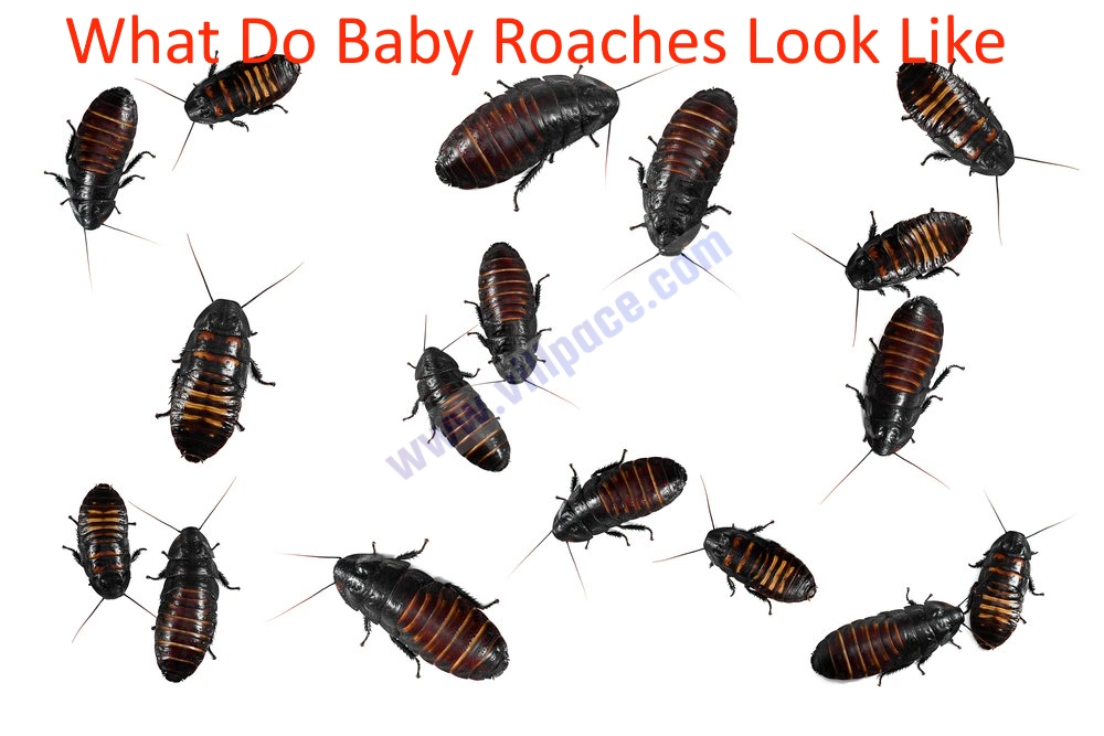 What Do Baby Roaches Look Like