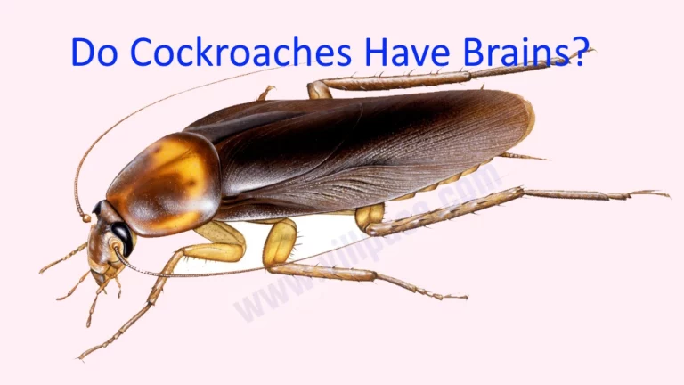 Do Cockroaches Have Brains?