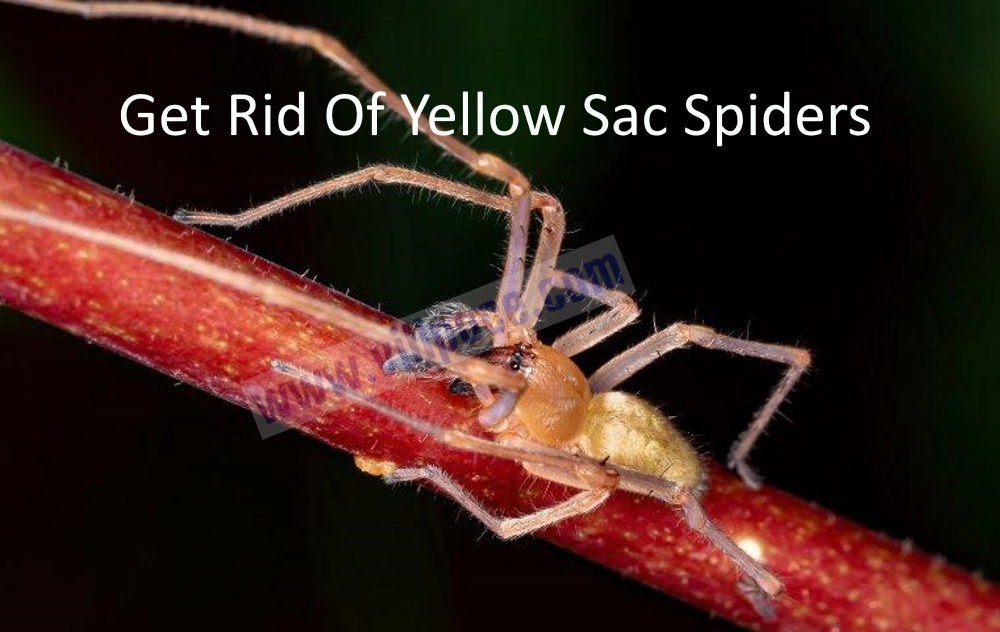 Get Rid Of Yellow Sac Spiders