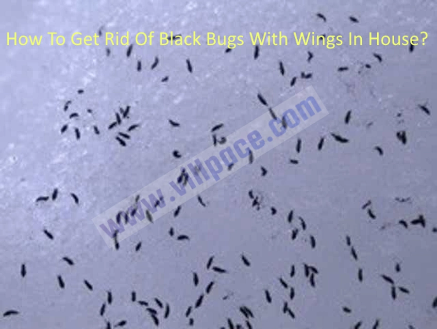 How To Get Rid Of Black Bugs With Wings In House?