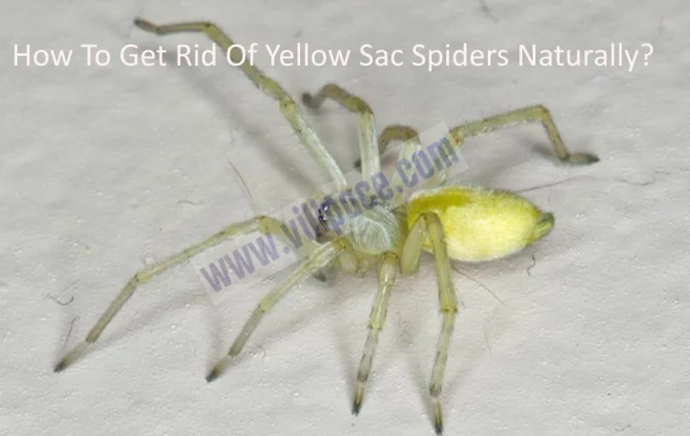 How To Get Rid Of Yellow Sac Spiders Naturally?