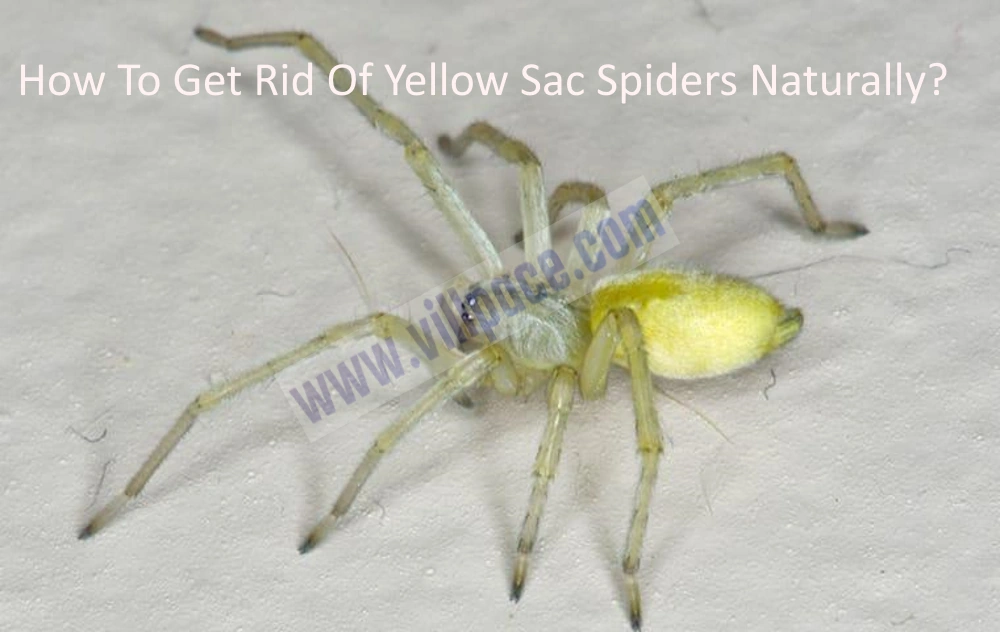 How To Get Rid Of Yellow Sac Spiders Naturally