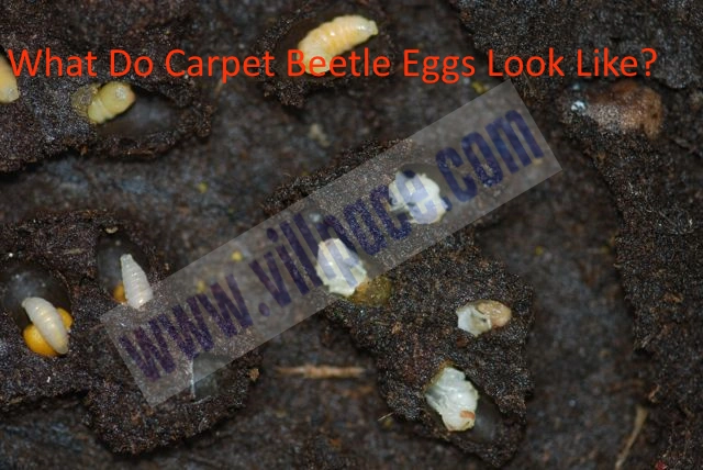 What Do Carpet Beetle Eggs Look Like?