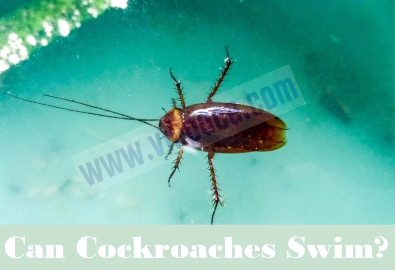 Can Cockroaches Swim?