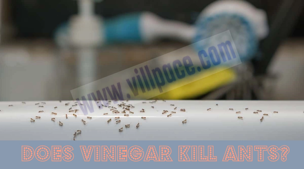 Does Vinegar Kill Ants?