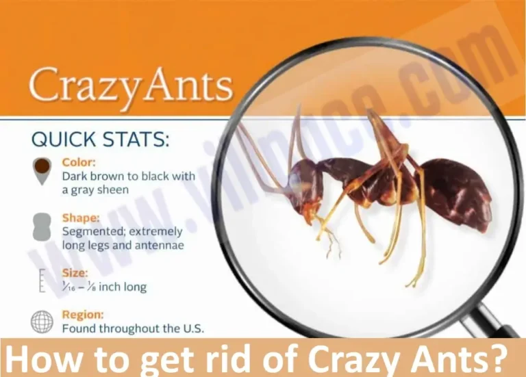 How to get rid of Crazy Ants?