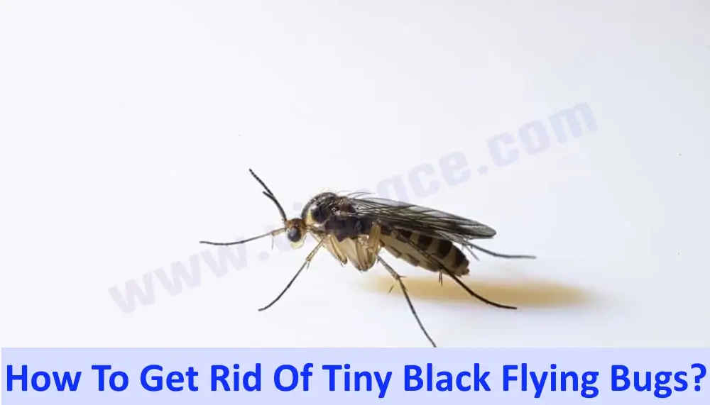 Tiny Black Flying Bugs