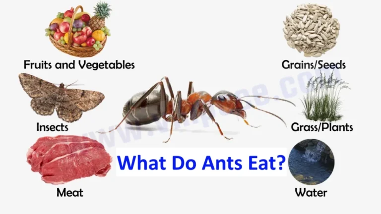 What Do Ants Eat?
