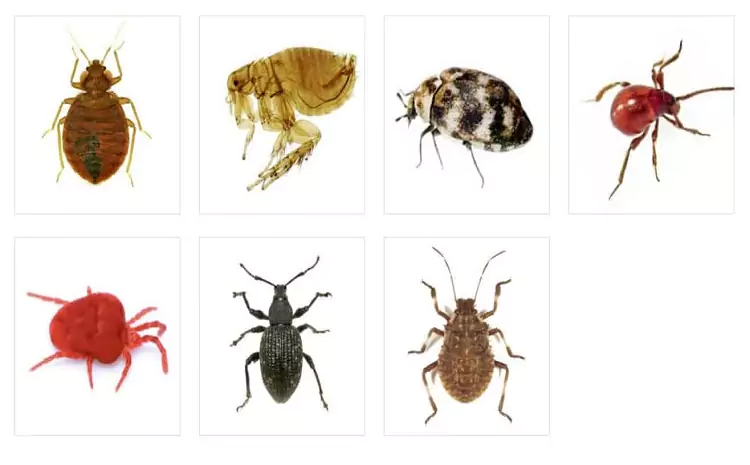 Bugs That Look Like Ticks: Identification Guide