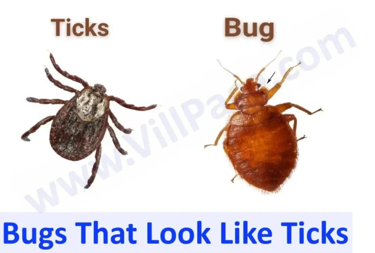Bugs That Look Like Ticks