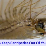 Centipedes Out Of Your Bed