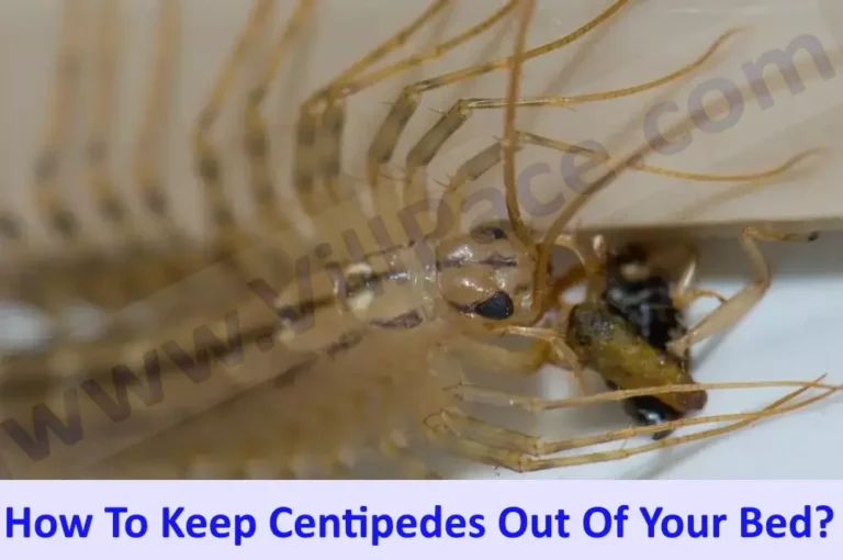 How To Keep Centipedes Out Of Your Bed?