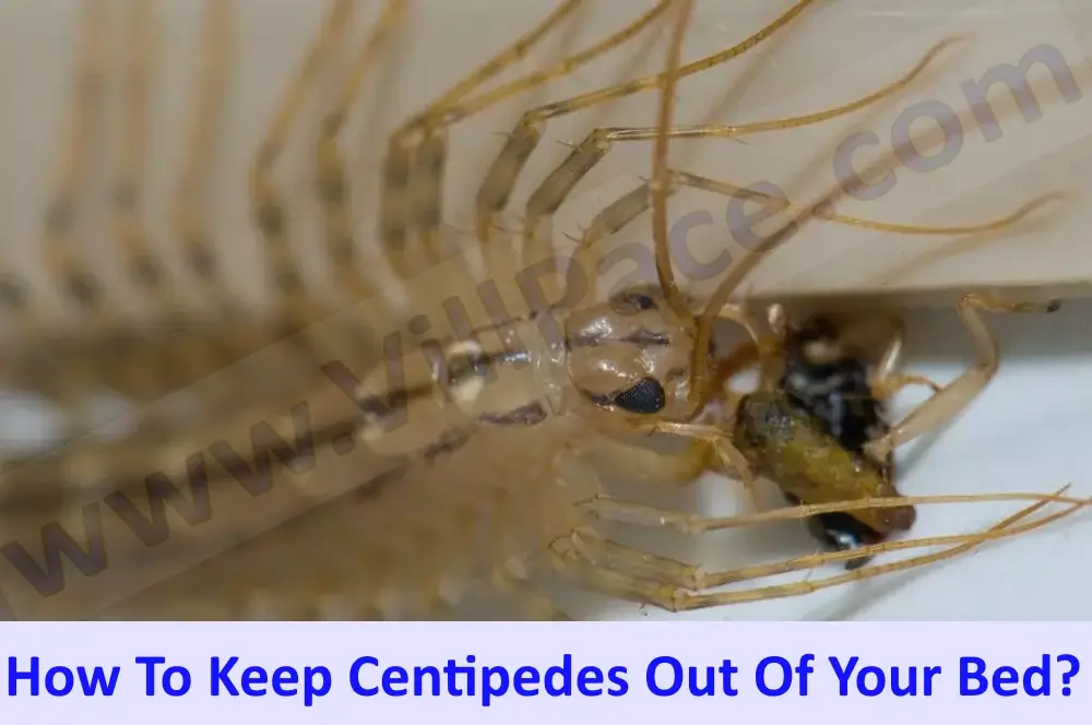 Centipedes Out Of Your Bed