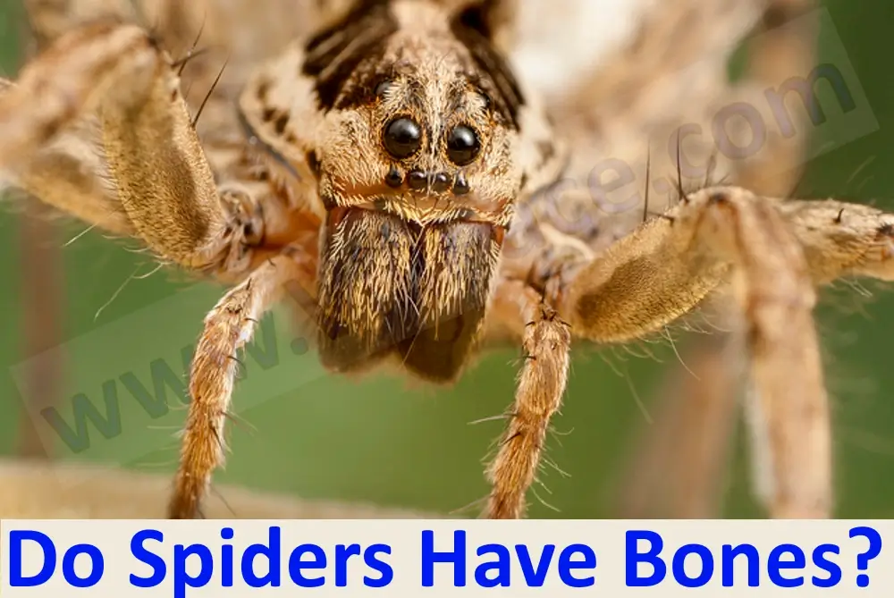 Do Spiders Have Bones