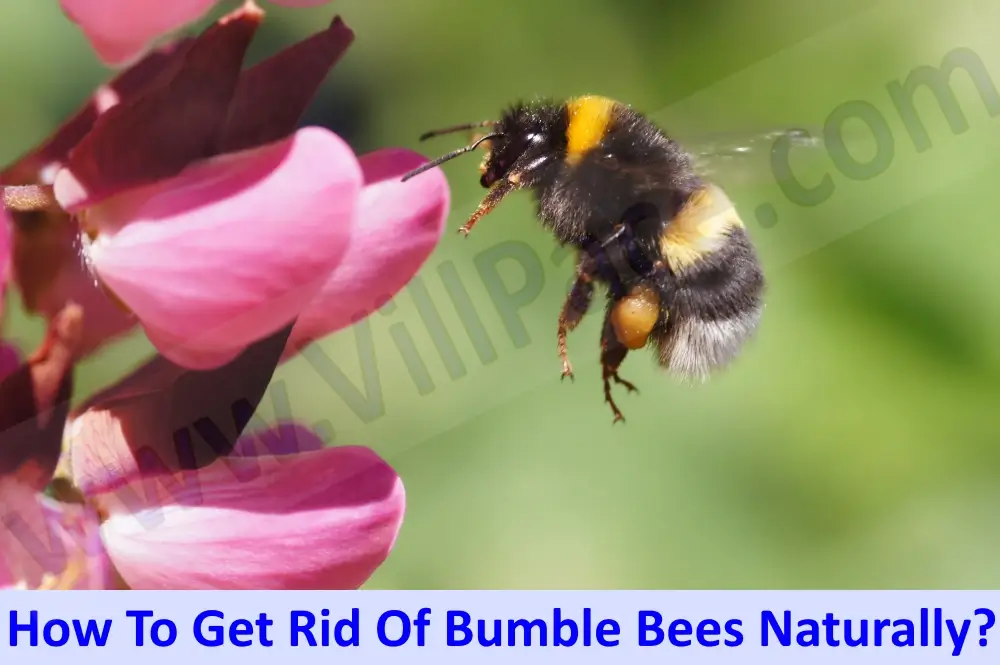 Get Rid Of Bumble Bees