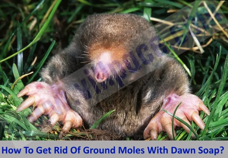 How To Get Rid Of Ground Moles With Dawn Soap?